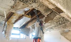 Best Mold Odor Removal Services  in Preston, MN